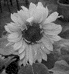 Enlarged version of color image converted to monochrome using Floyd-Steinberg Dithering